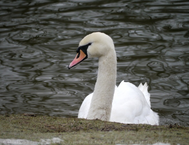 Photo de Cygne