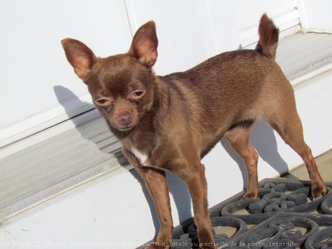 Photo de Chihuahua  poil court