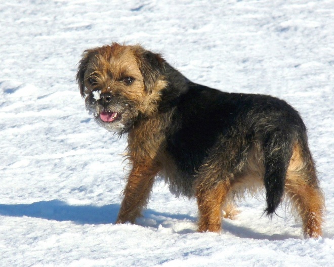 Photo de Border terrier