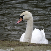 Photo de Cygne