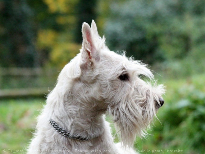 Photo de Scottish terrier