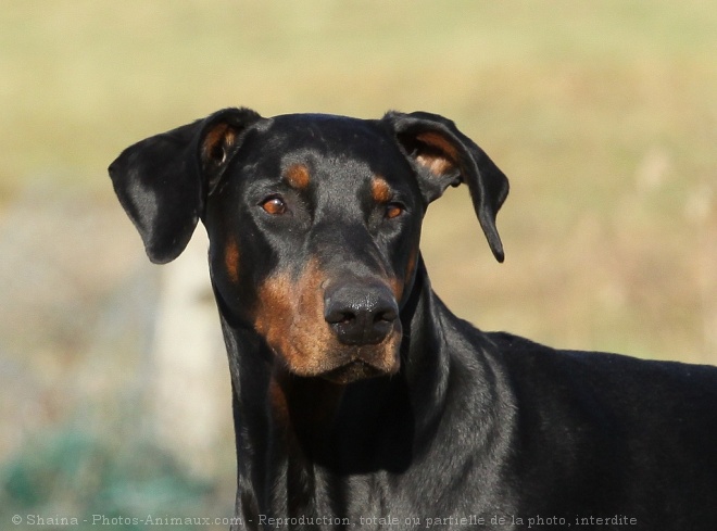 Photo de Dobermann