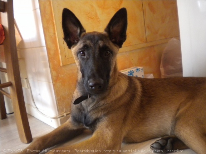 Photo de Berger belge malinois