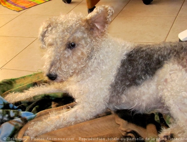 Photo de Fox terrier  poil dur