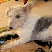 Photo de Fox terrier  poil dur