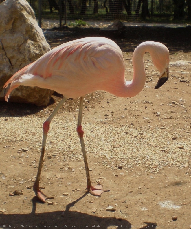 Photo de Flamand rose