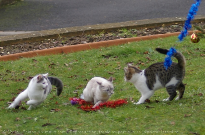 Photo de Chat domestique