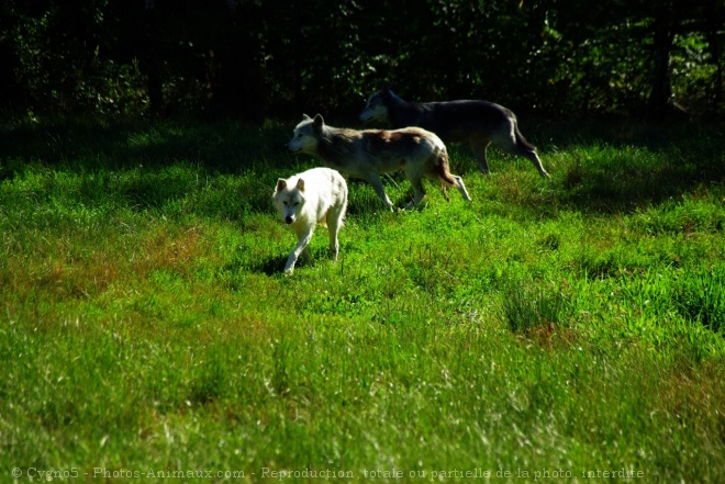 Photo de Loup