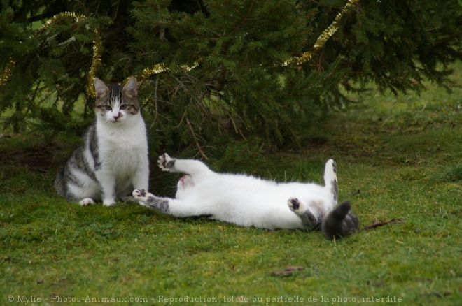 Photo de Chat domestique