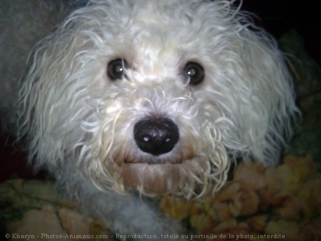 Photo de Bichon  poil fris