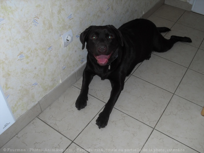 Photo de Labrador retriever