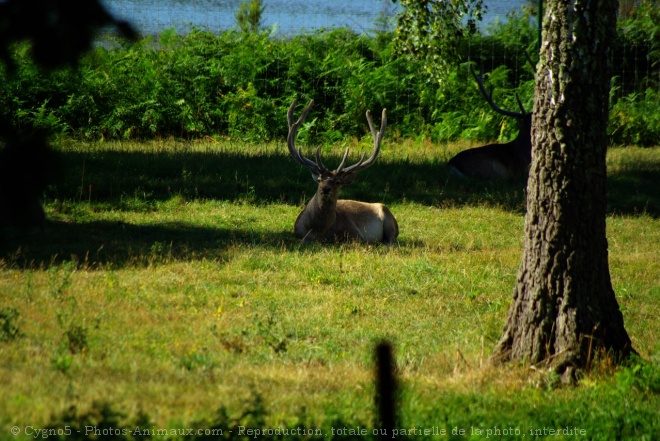 Photo de Cerf