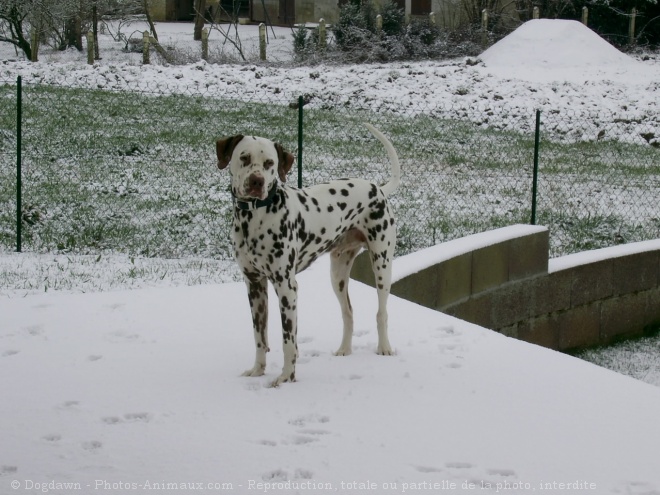 Photo de Dalmatien