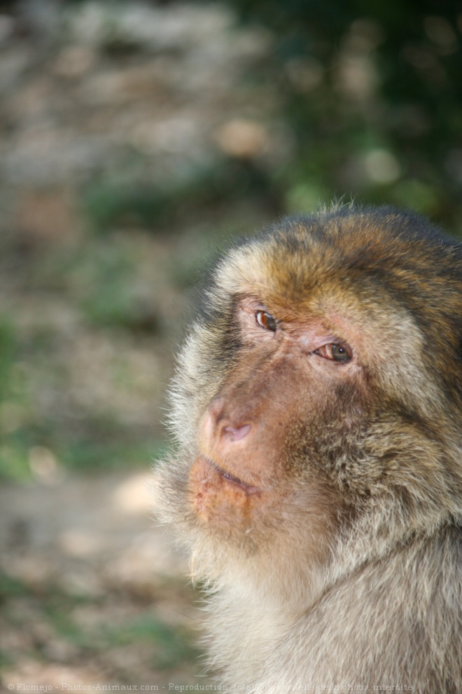 Photo de Singe - macaque