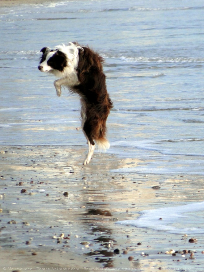 Photo de Border collie