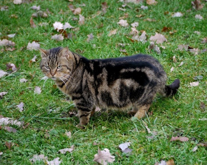 Photo de Chat domestique