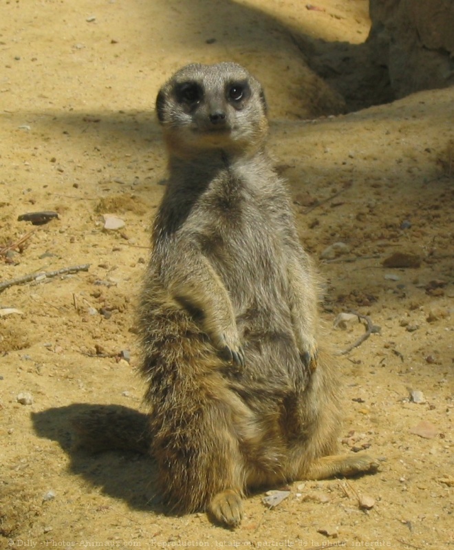 Photo de Suricate