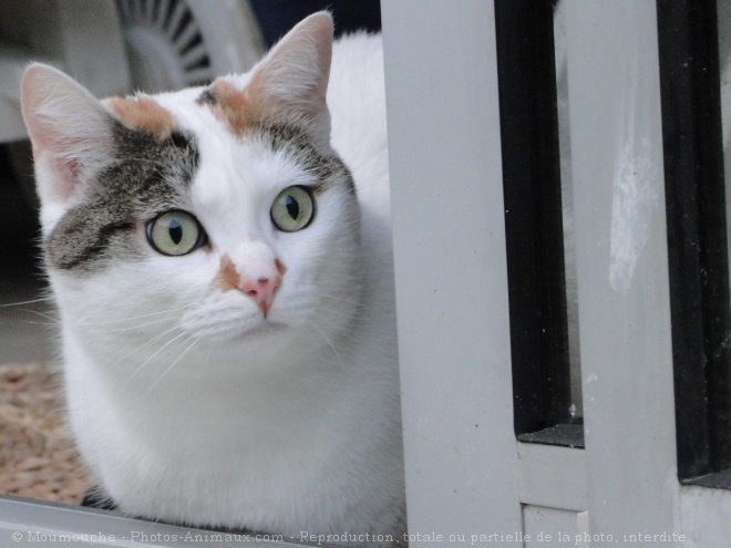 Photo de Chat domestique