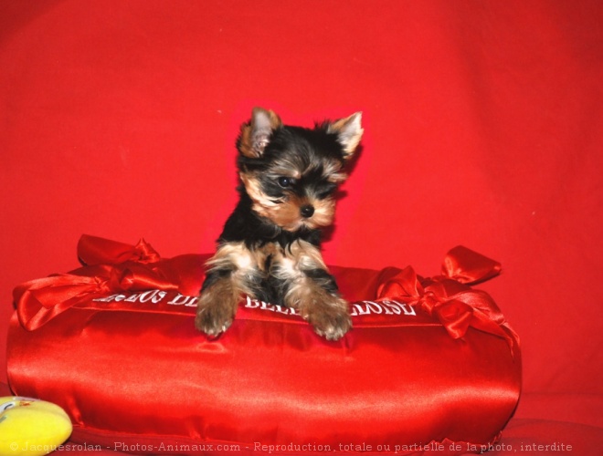 Photo de Yorkshire terrier