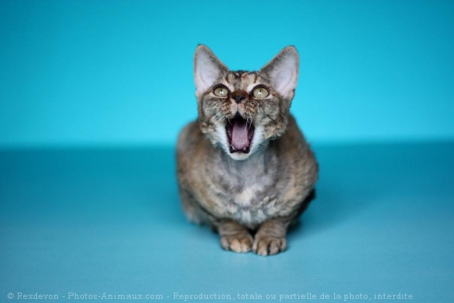 Photo de Devon rex