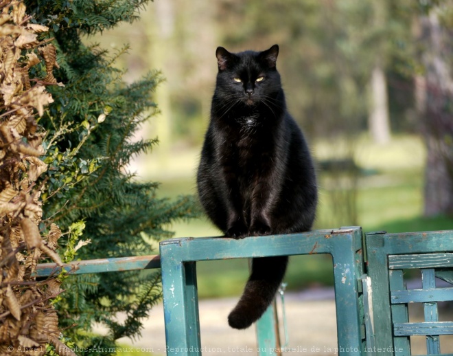 Photo de Chat domestique