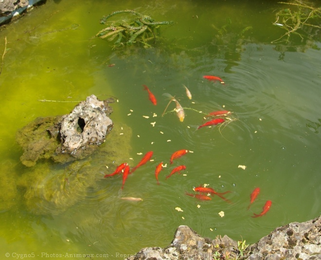 Photo de Poissons rouges