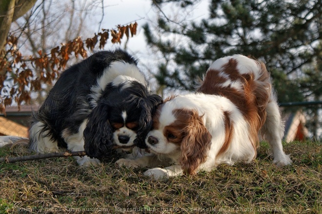 Photo de Cavalier king charles spaniel