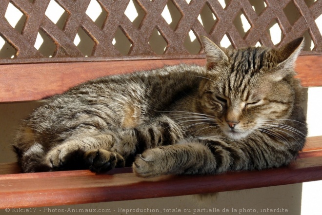 Photo de Chat domestique