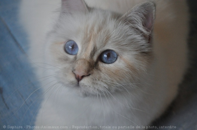 Photo de Sacr de birmanie