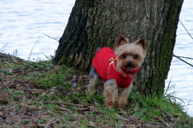 Photo de Yorkshire terrier