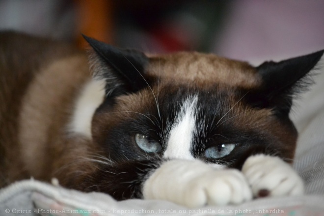 Photo de Chat domestique