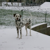 Photo de Dalmatien