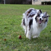 Photo de Chien de berger des shetland