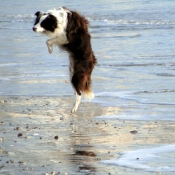 Photo de Border collie