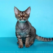 Photo de Devon rex