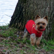 Photo de Yorkshire terrier