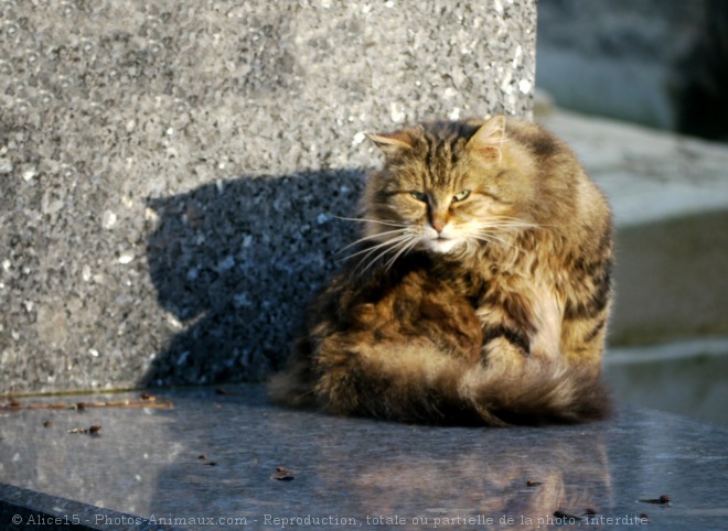 Photo de Chat domestique