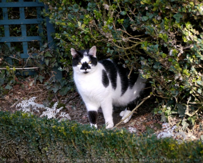 Photo de Chat domestique