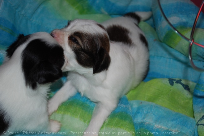 Photo d'Epagneul nain papillon