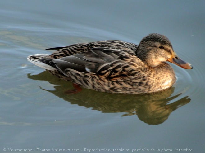 Photo de Canard colvert