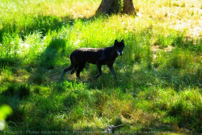 Photo de Loup