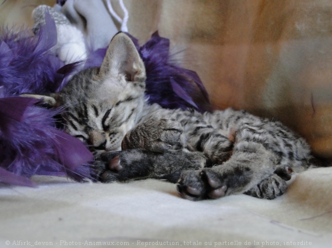 Photo de Devon rex