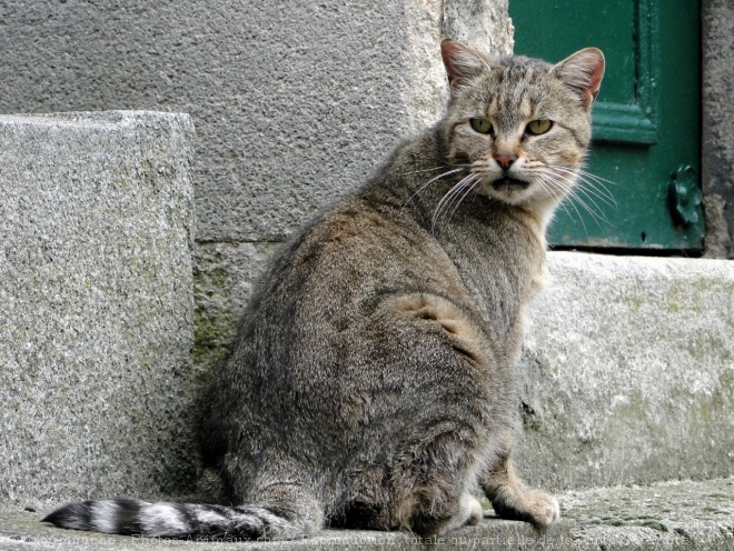 Photo de Chat domestique