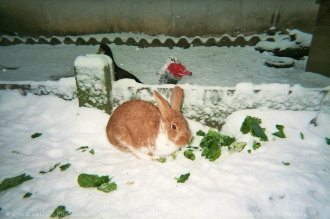 Photo de Lapin