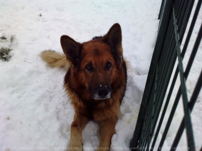 Photo de Berger allemand  poil court