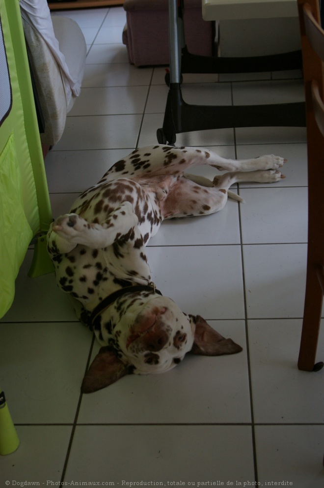 Photo de Dalmatien