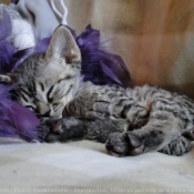 Photo de Devon rex