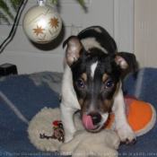 Photo de Jack russell terrier