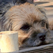 Photo de Border terrier