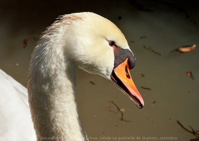 Photo de Cygne